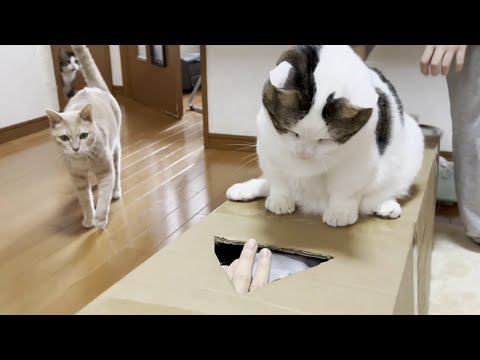 箱を占拠した息子をヤバい奴だと警戒する猫(YouTube)