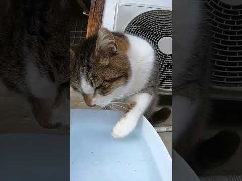 手で水をすくって飲む猫(YouTube)