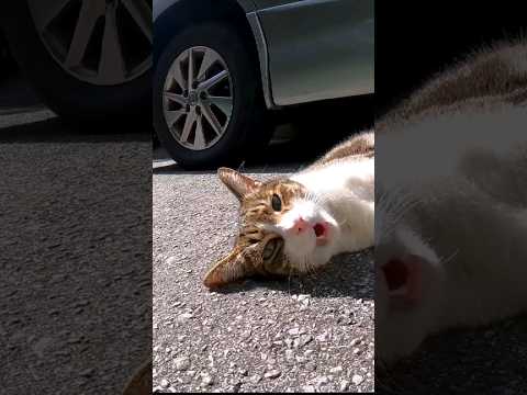 路上でガラガラ声のよく喋る猫と出会った#感動猫動画 #野良猫 #自由猫 #Cat #猫(YouTube)