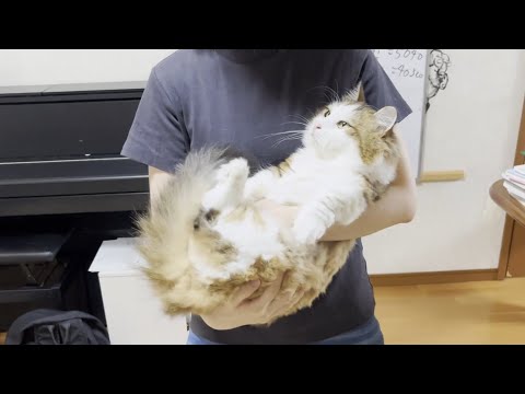 「降りたいけど降ろしてもらえないから諦めます」な猫(YouTube)