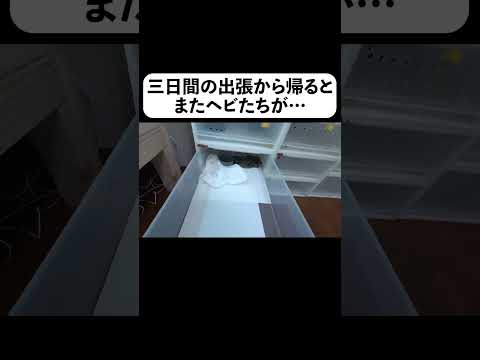 三日間の出張から帰るとまたヘビたちが…(YouTube)