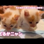 似てるかニャァ 牛小屋から来た子猫達と猫神様 Day 11  テト104 ヌトニモ33  2024 07 17 1(YouTube)