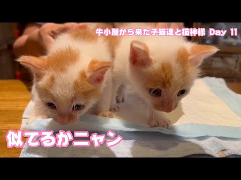 似てるかニャァ 牛小屋から来た子猫達と猫神様 Day 11  テト104 ヌトニモ33  2024 07 17 1(YouTube)