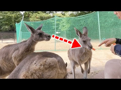 取られた張本人も気づかない、華麗なエサ奪取技をご覧下さい(YouTube)