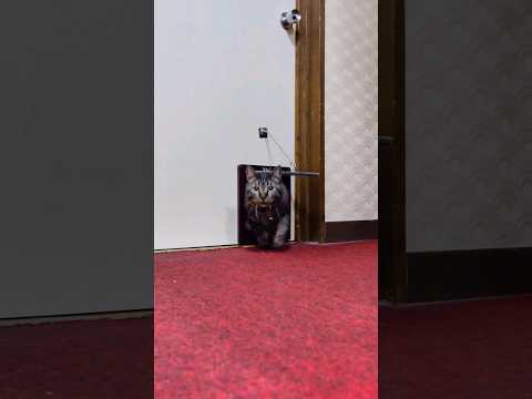 旅館に着いて部屋で寛いでいると猫スタッフが次々と挨拶に来てくれた(YouTube)