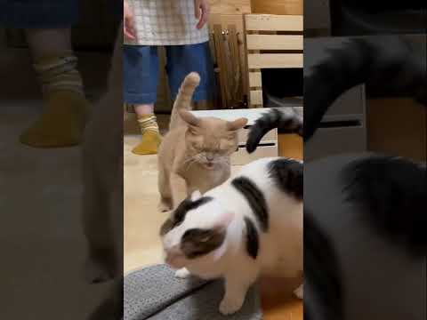 めっちゃ叩かれたやんw(YouTube)
