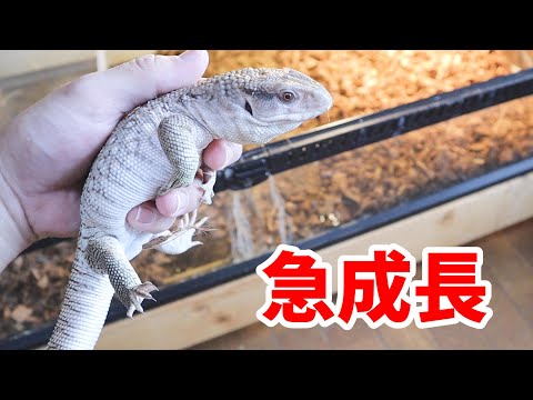 飼育を始めて1ヶ月…やっぱりサバンナモニターの成長速度は凄まじい【ウエーン君成長記録01】(YouTube)