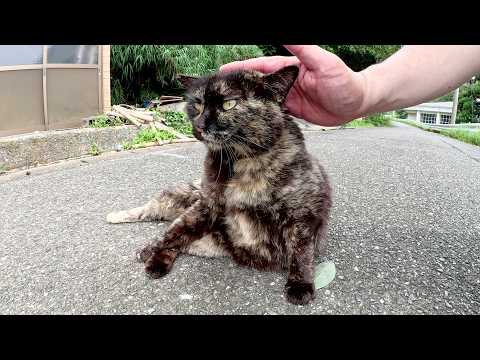 サビ猫が体を伸ばして「もっとモフってくれ～」と要求してくる(YouTube)