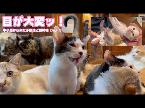 目が大変ッ！ それでも食べ続ける猫神様と牛小屋から来た子猫達 Day 5  2024 07 11 2(YouTube)