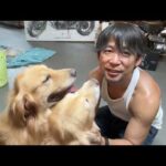 夏はゴールデンレトリバーのたれみみが蒸れちゃう(YouTube)