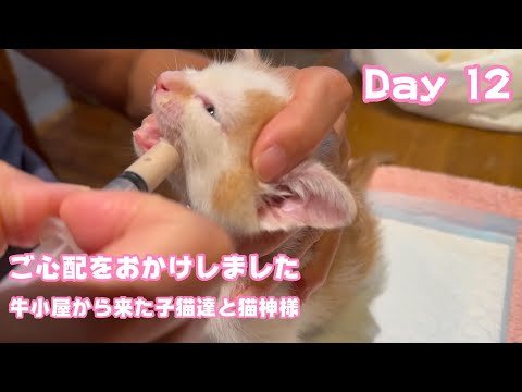 ご心配をおかけしました  牛小屋から来た子猫達と猫神様 Day 12  テト105  ヌトニモ34  2024 07 18 1(YouTube)