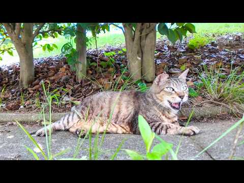 日陰で休んでいた公園の猫ちゃん、顔を見ると喜んで撫でられに出てきた(YouTube)