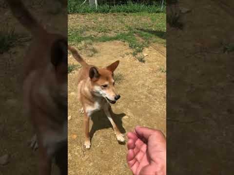 保護犬ハッチ #ギリギリダンス(YouTube)