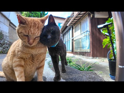 猫島の風通しの良い日陰の涼しい路地裏で仲良し二人組の茶トラと黒猫に出会った(YouTube)
