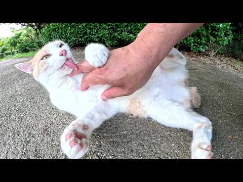 毛繕い中のミルクティー猫をモフると、手をザリザリと舐めてきた(YouTube)