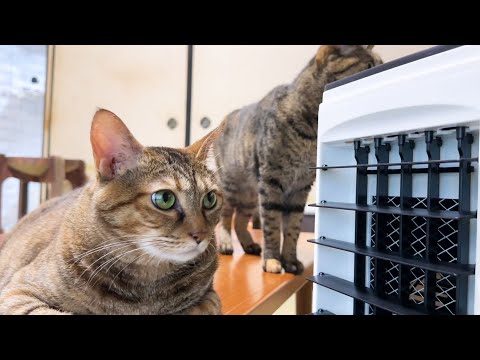 快適な場所を見つけるプロの猫が最高の場所を見つけるとこうなります(YouTube)