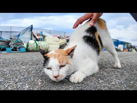 漁港に行くと髭のハチワレとハートマークの三毛猫がやって来た(YouTube)