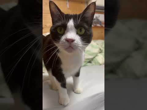心を開いているひまわり(YouTube)