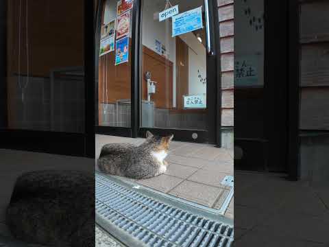 【ねこさん立入禁止】座り込み抗議#感動猫動画 #自由猫 #Cat #猫 #猫島(YouTube)