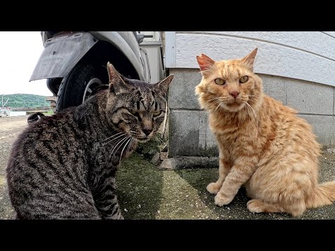 仲良しだけど、ナデナデの順番は競い合うキジトラ猫と茶トラ猫(YouTube)
