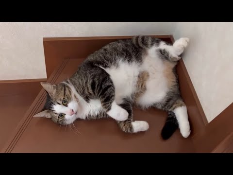 人間を笑かそうと落ちることしか考えていない猫(YouTube)
