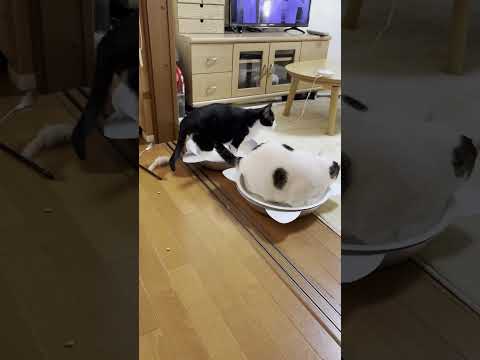 なぜ入れ替わった？(YouTube)