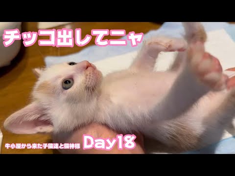 チッコ出してニャ 牛小屋から来た子猫達と猫神様 Day18 テト111 ヌトニモ40  2024 07 24 1(YouTube)
