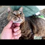 丸顔の猫がボランティアさんが準備した特等席に陣取って動こうとしない(YouTube)