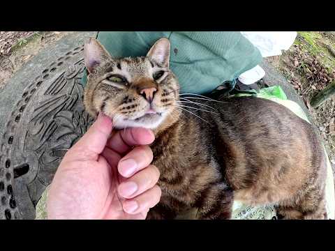 丸顔の猫がボランティアさんが準備した特等席に陣取って動こうとしない(YouTube)