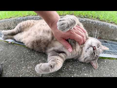 トトロ猫と目が合うと「どうぞモフりなさい」とお腹を見せてきた(YouTube)