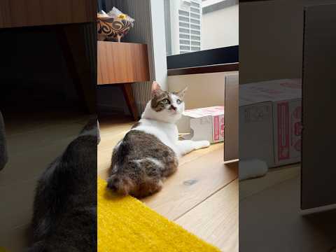 どっちもイマイチだじょ… #仮設秘密基地 #cats(YouTube)