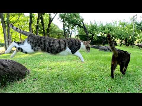 お気に入りの岩の上を侵略されると激怒するキジシロ猫(YouTube)