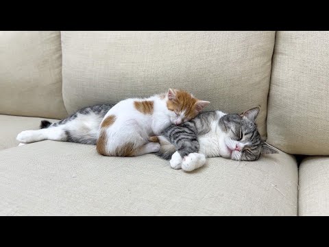 ついに初めて子猫に心を開いて受け入れてくれた先輩猫がまさかのこうなってました…(YouTube)