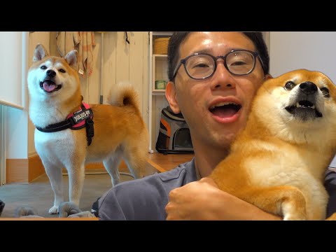 実家の柴犬に異変？遊びに来てから起きた出来事に一同驚愕。(YouTube)