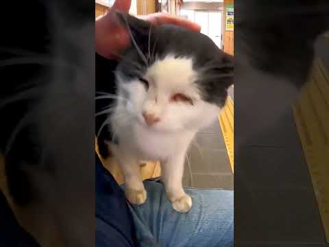待合室で座っていた猫を撫でると膝の上に乗ってきた(YouTube)
