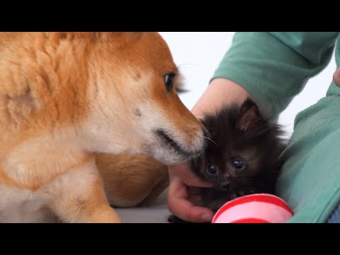 子猫を保護して3ヶ月‥振り返ると奇跡の連続でした。(YouTube)