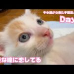 虚無な瞳に恋してる  牛小屋から来た子猫達と猫神様 Day16 テト109 ヌトニモ38  2024 07 22 2(YouTube)