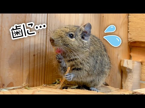 デグーにおやつをあげたら、歯に詰まらせたような動きが可愛すぎた！(YouTube)