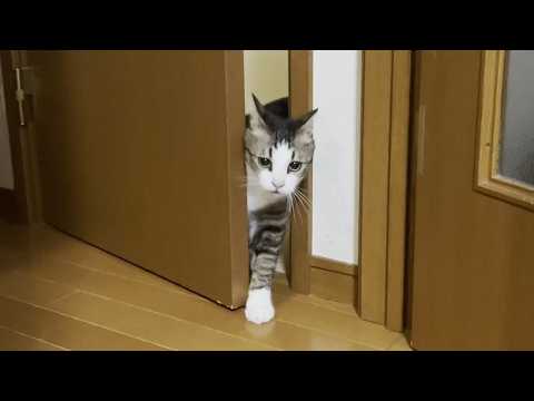 ドア開けるのに「そんなに手を出さんでも」と思われる猫(YouTube)