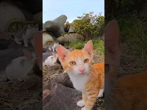 防波堤の子猫兄弟の中で茶トラだけが勇気だしてコッチにやってきた #感動猫動画 #野良猫 #自由猫(YouTube)
