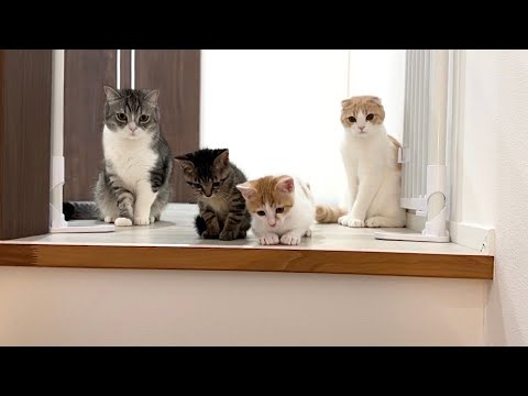 初めての階段が怖くて降りられない子猫と見守ってる先輩猫たちがかわいすぎました…(YouTube)