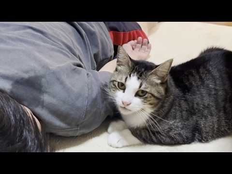 お父さんが好きすぎてついつい舐めすぎてしまう猫(YouTube)