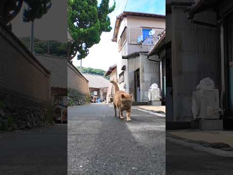路地裏で猫がトコトコとこっちに歩いてきた(YouTube)