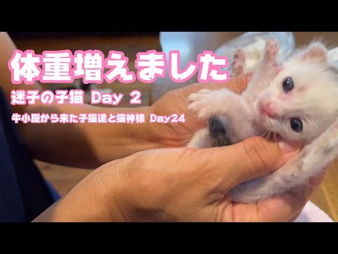 体重増えたよ 迷子の子猫 Day2  Teto117 NutoNimo46 Neo14  2024 07 30 3(YouTube)