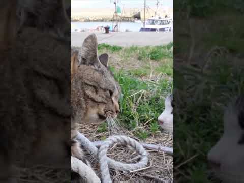 猫の口ゲンカがお互いの顔が当る位近づけていて面白い #感動猫動画 #野良猫 #自由猫 #Cat #猫 #猫島(YouTube)