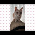 【猫動画】ゆったり、まったり、ロング動画〜にゃんともパレード〜#猫動画#猫#381(YouTube)