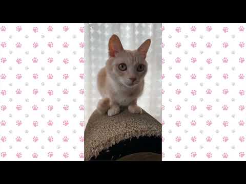 【猫動画】ゆったり、まったり、ロング動画〜にゃんともパレード〜#猫動画#猫#381(YouTube)
