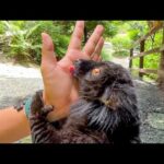 エサの汁が美味し過ぎて飼育員の手までも舐め尽くすキツネザル(YouTube)