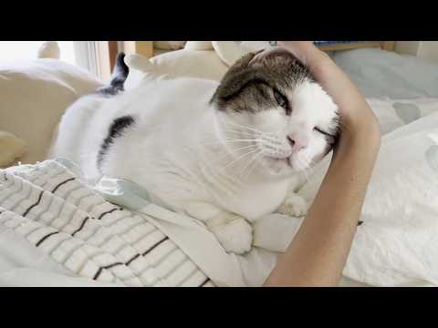 朝寝坊する娘を重みで起こしにかかる猫(YouTube)