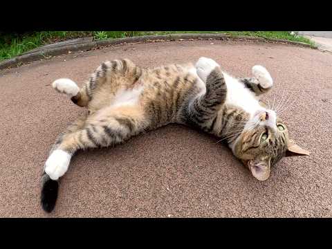 先輩猫と一緒にパトロール中のキジシロ猫がお腹を見せて甘えてきた(YouTube)